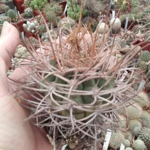 Gymnocalycium. mazanense v. polycephalum -Koehres -diameter -7-8cm-