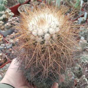 Parodia aureicentra -30+років-