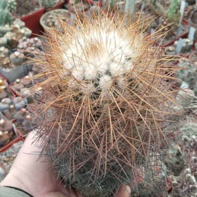 Parodia aureicentra -30+років-