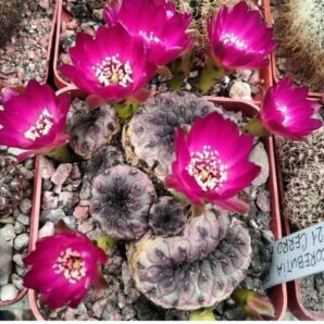 Sulcorebutia rauschii НS121 -Cerro Airampo, Zudanes - пагони-