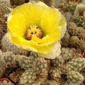 Cumulopuntia bulbispina -пагони-