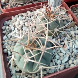 Gymnocalycium cardenasianum LF616 -San Juan del Oro, 2588m-