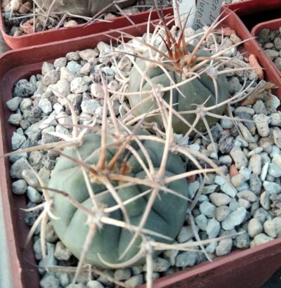 Gymnocalycium cardenasianum LF616 -San Juan del Oro, 2588m-