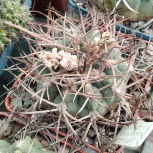 Gymnocalycium guanchinense v. longispinum LF16b -cube-6cm-