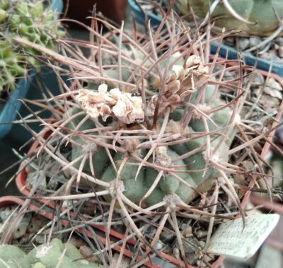Gymnocalycium guanchinense v. longispinum LF16b -cube-6cm-