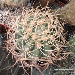 Denmoza rhodacantha v. diamantina -LB- 8-9cm-