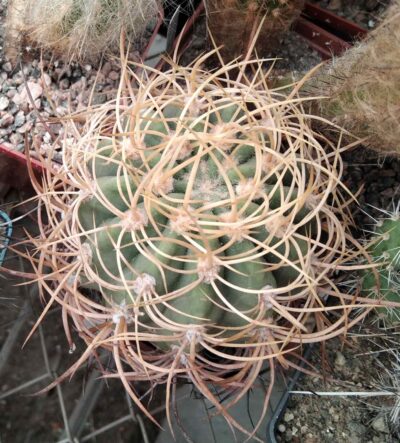 Denmoza rhodacantha v. diamantina -LB- 8-9cm-