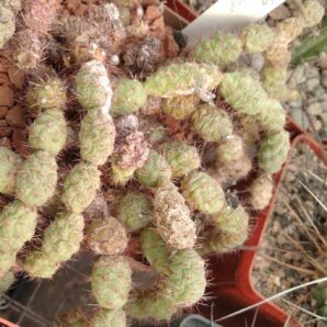 Тunilla sp. VG108- пагони-