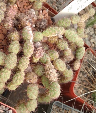 Тunilla sp. VG108- пагони-