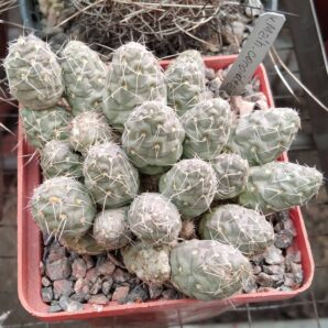 Мaihueniopsis соnoidea - пагони-