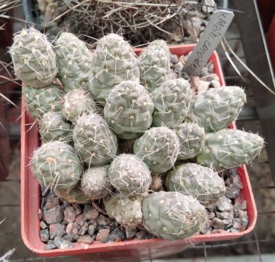 Мaihueniopsis соnoidea - пагони-