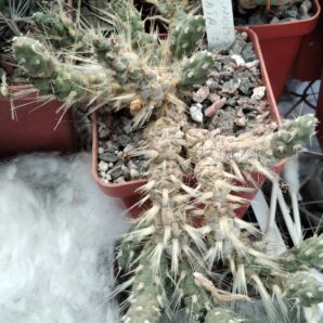 Мaihueniopsis ovata - подвійні пагони-