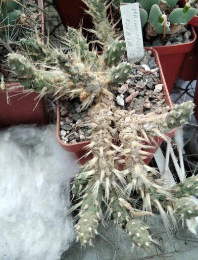 Мaihueniopsis ovata - подвійні пагони-