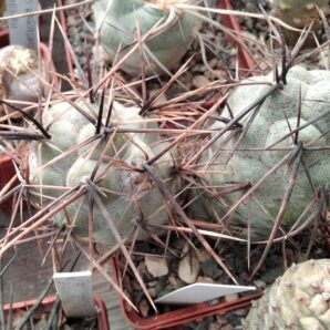 Tephrocactus alex. v. fiambalensis KP78 - пагони-