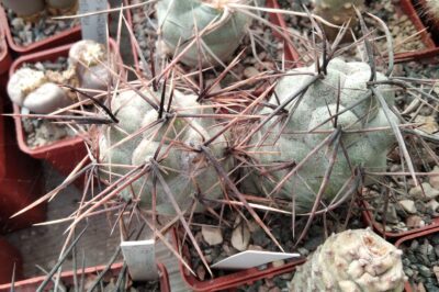 Tephrocactus alex. v. fiambalensis KP78 - пагони-