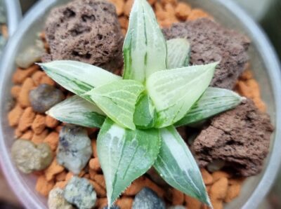 Haworthia "MAGNIFICA" VAR. - Зображення 3
