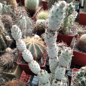 Tephrocactus strobiliformis -small form- Piltz- пагони-