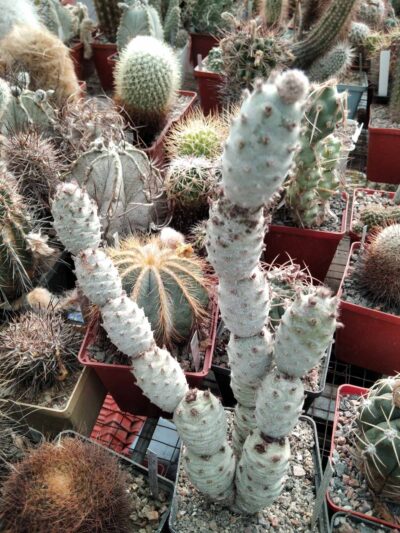 Tephrocactus strobiliformis -small form- Piltz- пагони-