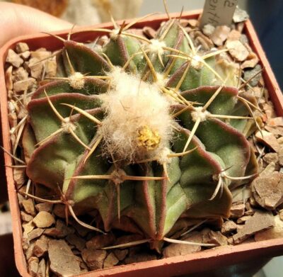 Wigginsia macroacantha -cube-6cm -rare-