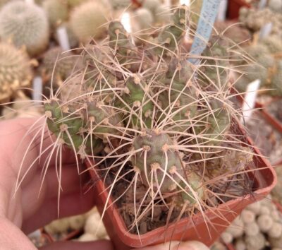 Maihueniopsis platyacantha MK1921 -пагони-