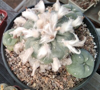 Lophophora diffusa -Koehres- горщик-12см- біля 25 років - - Зображення 2