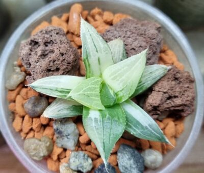 Haworthia "MAGNIFICA" VAR. - Зображення 2
