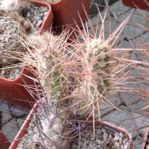 Tephrocactus weberi RBT05 - пагони-