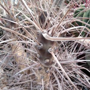 M. platyacantha -brown body-пагони