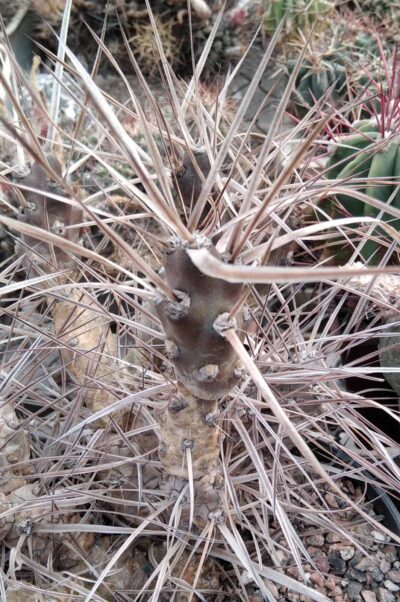 M. platyacantha -brown body-пагони