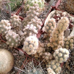 Tephrocactus molinensis - два різних генотипи - пагони-