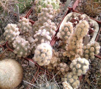 Tephrocactus molinensis - два різних генотипи - пагони-