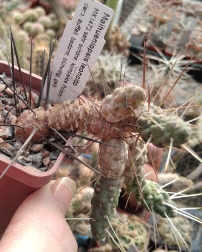 Maihueniopsis leoncito MK1473 - пагони-