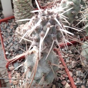 Tephrocactus articulatus VG813 - природник- пагін-