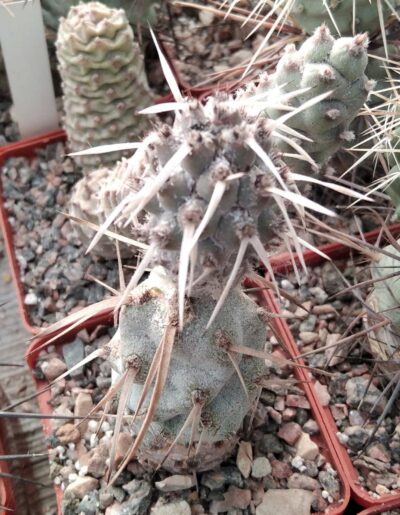 Tephrocactus articulatus VG813 - природник- пагін-