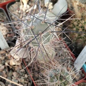 Tephrocactus alexanderi -J.Novak- пагони-