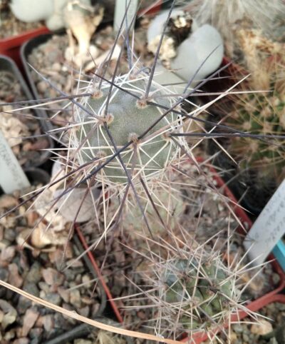 Tephrocactus alexanderi -J.Novak- пагони-