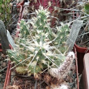 Maihueniopsis glomerata -Agua Negra, San Juan, Arg,-cube-6cm- Piltz-