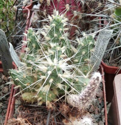 Maihueniopsis glomerata -Agua Negra, San Juan, Arg,-cube-6cm- Piltz-