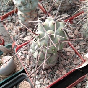 Tephrocactus aoracanthus -black sp- пагони-