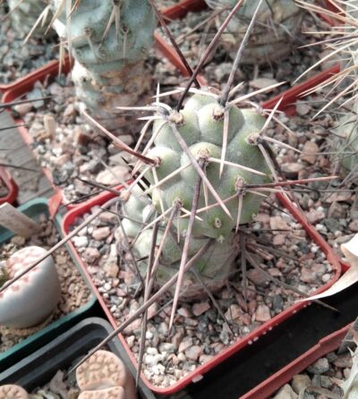 Tephrocactus aoracanthus -black sp- пагони-