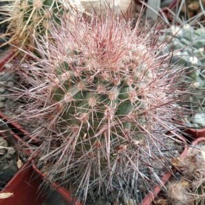 Parodia tilcarensis MLV45- cube-6cm -Mesa Garden- червоні квіти-