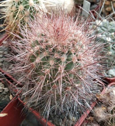 Parodia tilcarensis MLV45- cube-6cm -Mesa Garden- червоні квіти-