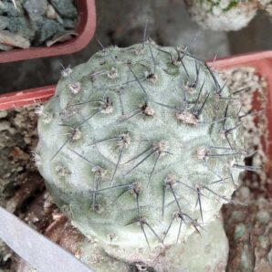 Tephrocactus geometricus -Fiambala- Piltz- -пагін-