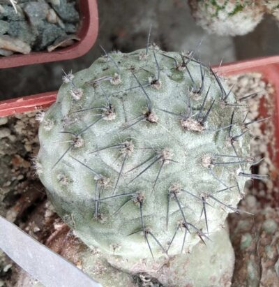Tephrocactus geometricus -Fiambala- Piltz- -пагін-