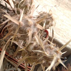 Tephrocactus articulatus -Koehres- пагони-