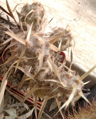 Tephrocactus articulatus -Koehres- пагони-