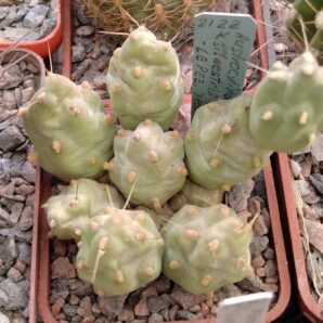 Сylindropuntia silvestris LH485 -La Paz, 4800m.-MG- пагони-