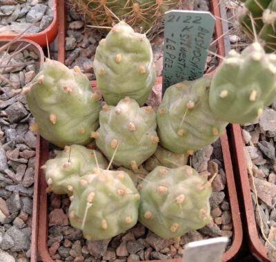 Сylindropuntia silvestris LH485 -La Paz, 4800m.-MG- пагони-