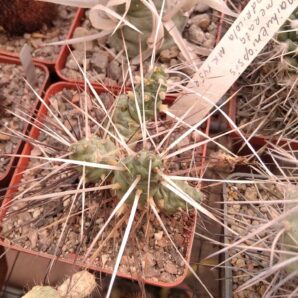 Maihueniopsis glomerata v. andicola MK1453 -пагони-