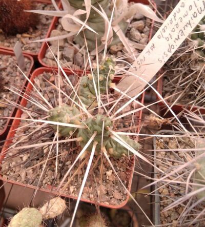 Maihueniopsis glomerata v. andicola MK1453 -пагони-